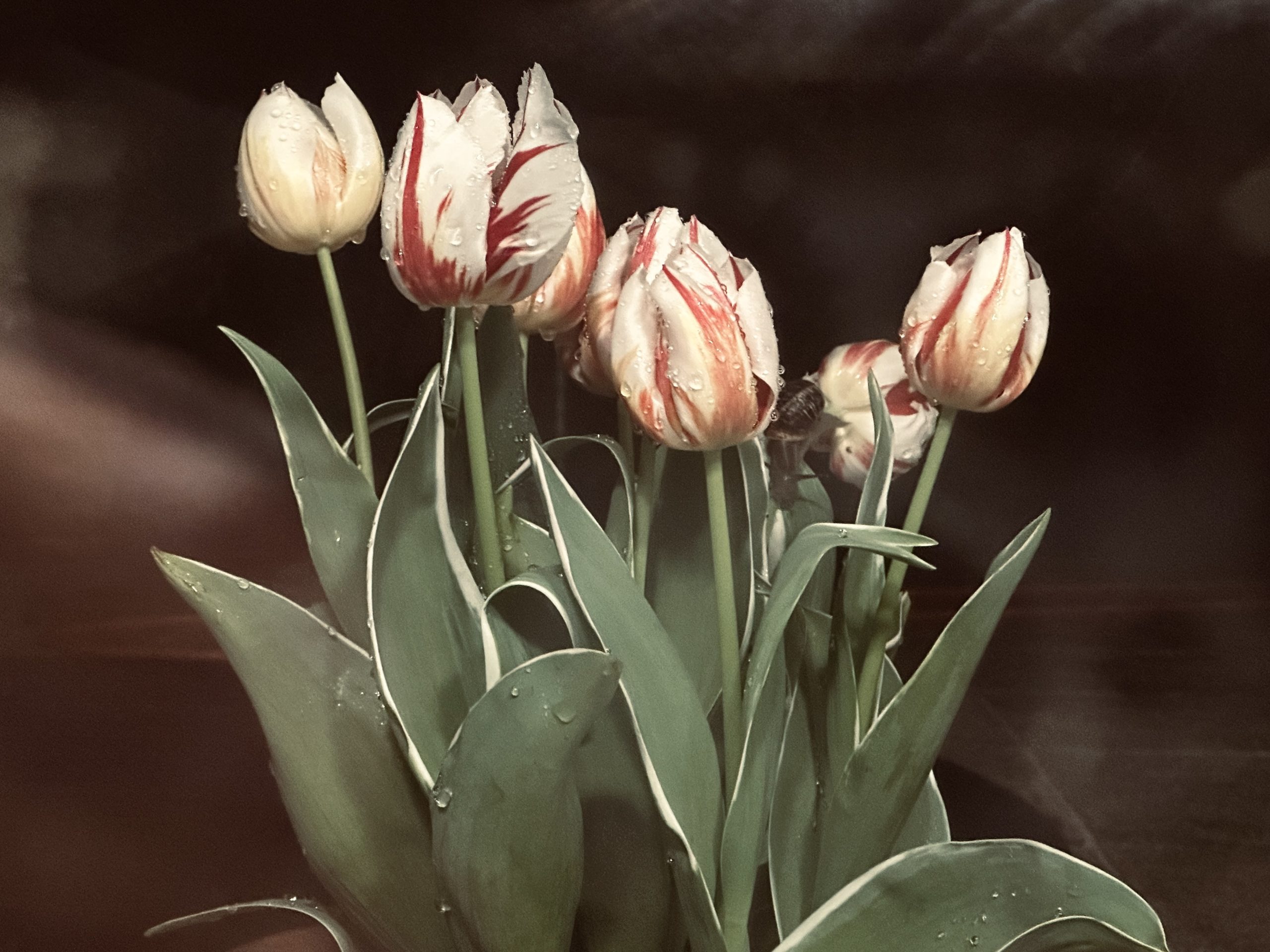 Tulipa 'Happy generation'